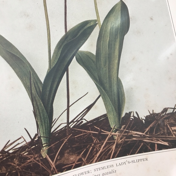 Orchid Antique Botanical Plant Print Original - Picture 7 of 8